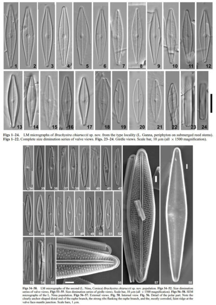 Brachysira chiaruccii Orig LM and SE Ms