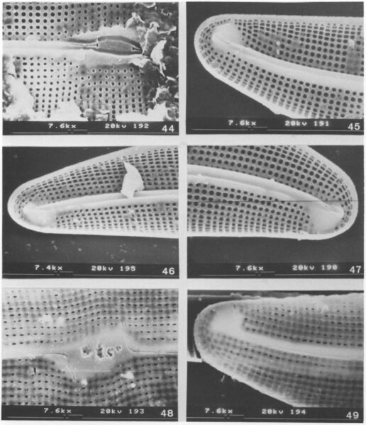 G Reimeri  Orig Ill2