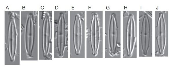 Kobayasiella tursujuqensis orig illus1