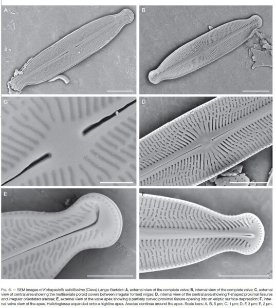 Kobayasiella tursujuqensis orig illus2