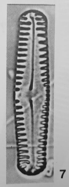 Pinnularia pseudoparva orig illus