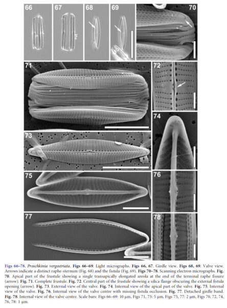 Proschkinia vergostriata orig illus