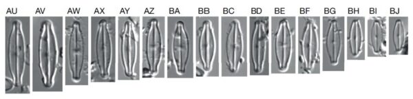 Sellaphora vincentiana orig illus1