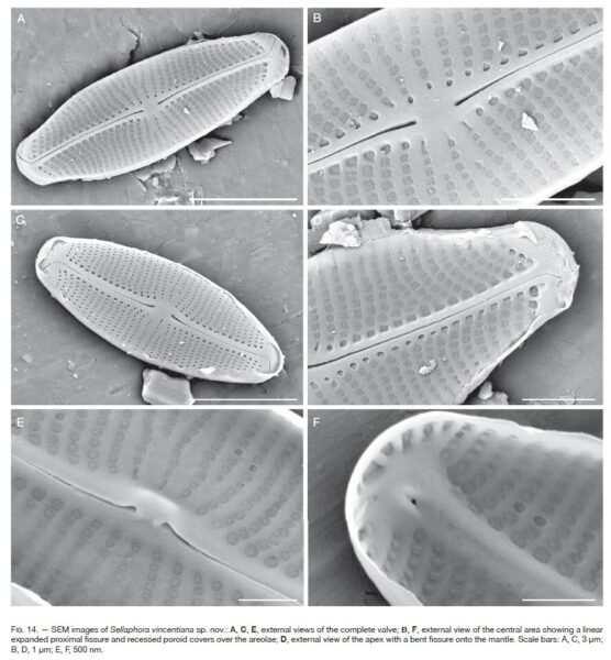 Sellaphora vincentiana orig illus2