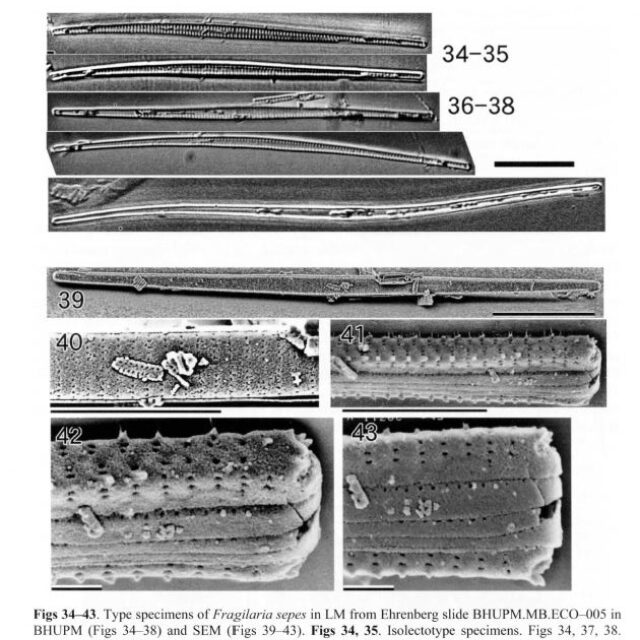 Fragilaria sepes LECTOTYPE