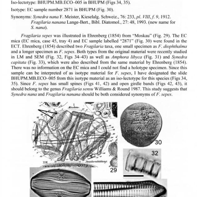 Fragilaria sepes LECTOTYPE