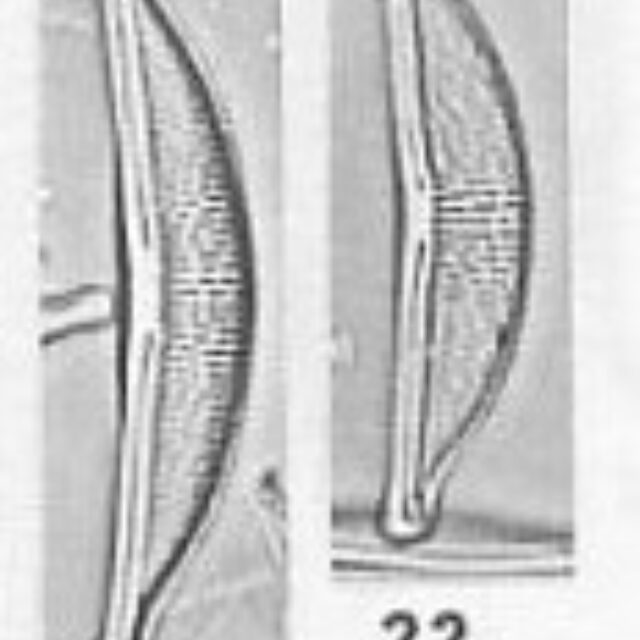 H Oligotraphenta  Lange  Bertalot   Metzeltin 1996 Pl 96 Figs 21 22