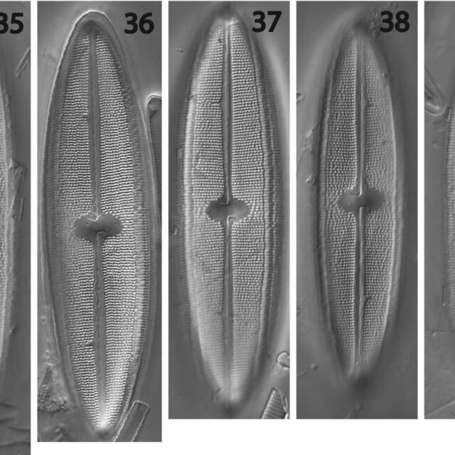 Neidium rugosum original illustration