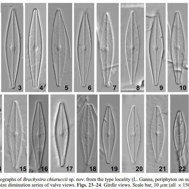 Brachysira chiaruccii Orig LM 1