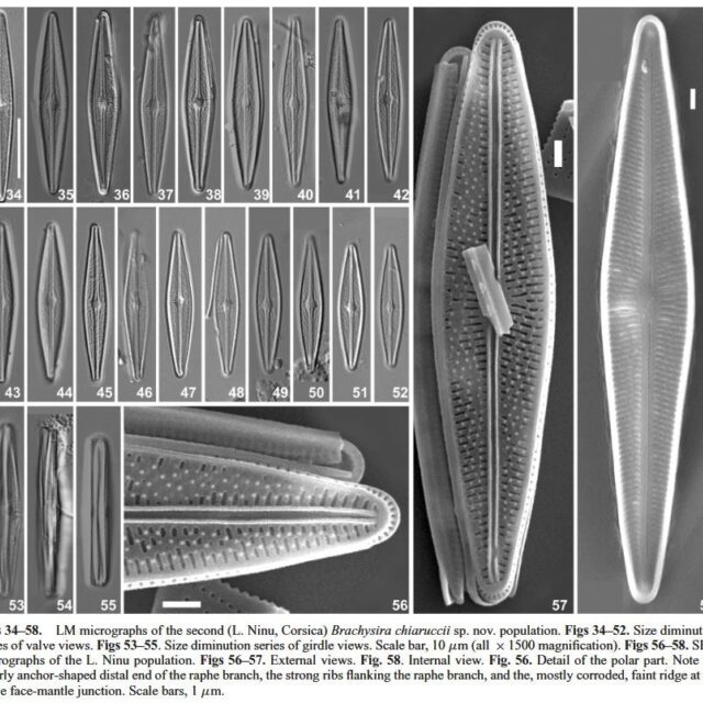 Brachysira chiaruccii Orig LM SEM 1