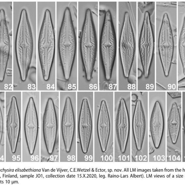 Brachysira elisabethiana original LMs