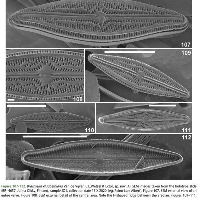 Brachysira elisabethiana original SEMs