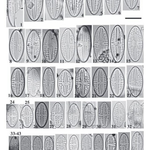Eolimna metafarta Original LMs