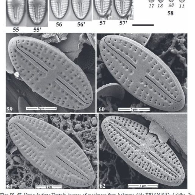Eolimna metafarta Original SEM1