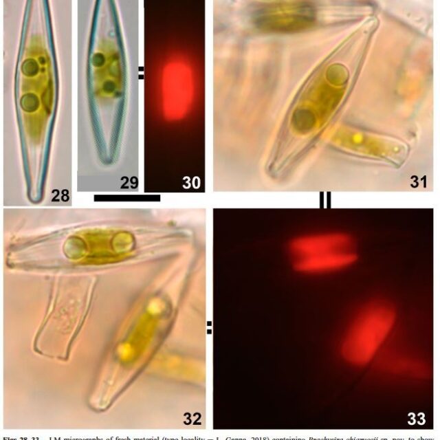Brachysira chiaruccii Orig LM Live 1