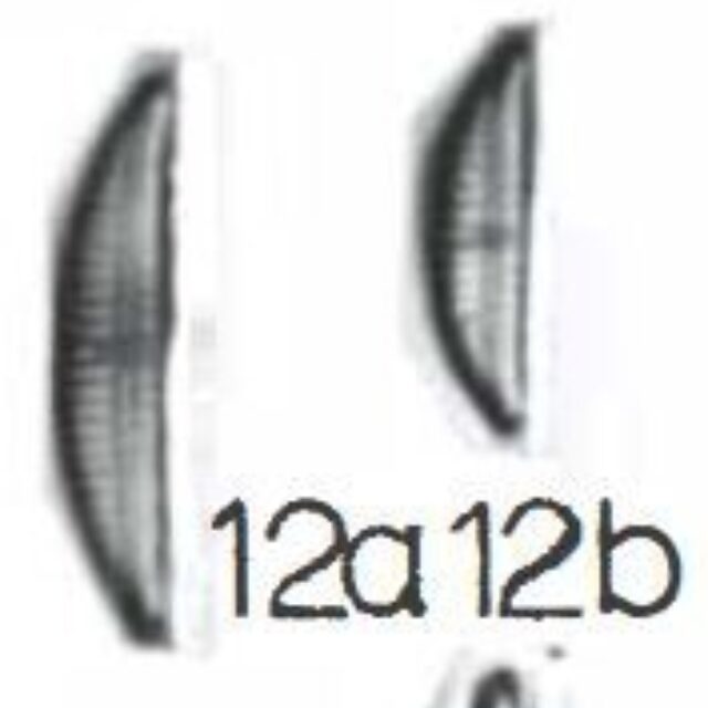 Amphora subcostulata original illustration LM