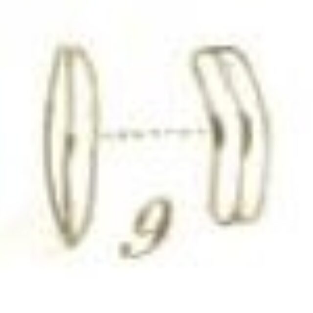 Rossithidium lineare original illustration