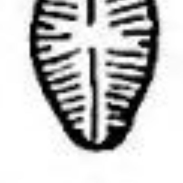 Sellaphora vitabunda orig illus