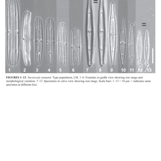 Tursiocola ziemanii orig illus1
