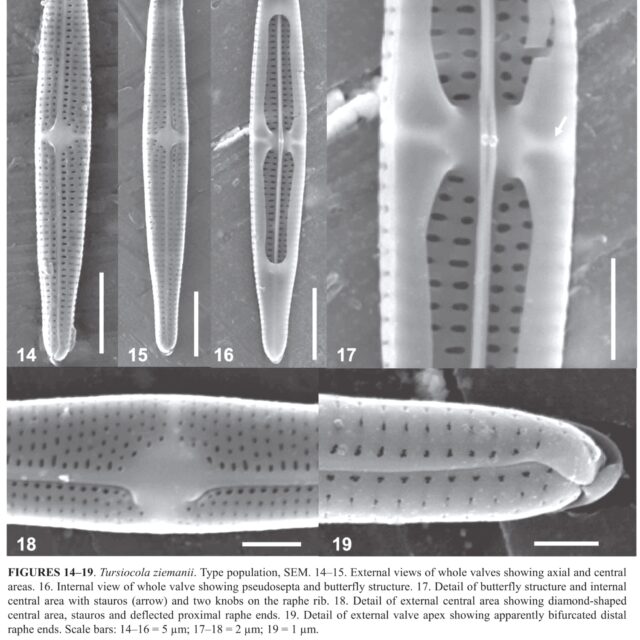 Tursiocola ziemanii orig illus2