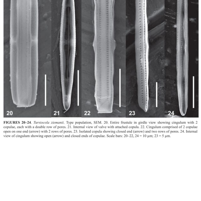 Tursiocola ziemanii orig illus3