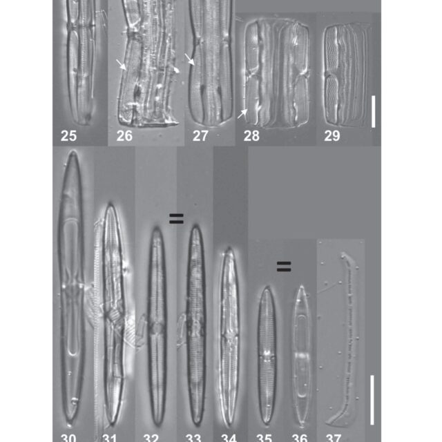 Tursiocola varicopulifera orig illus1