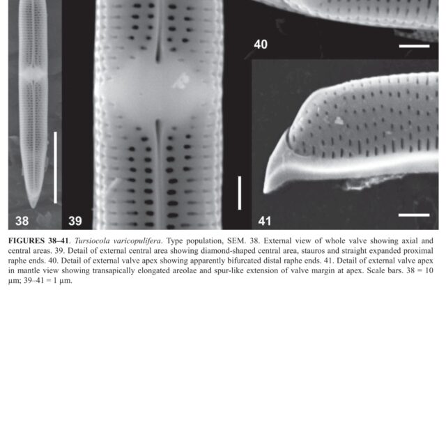 Tursiocola varicopulifera orig illus2