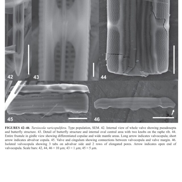 Tursiocola varicopulifera orig illus3