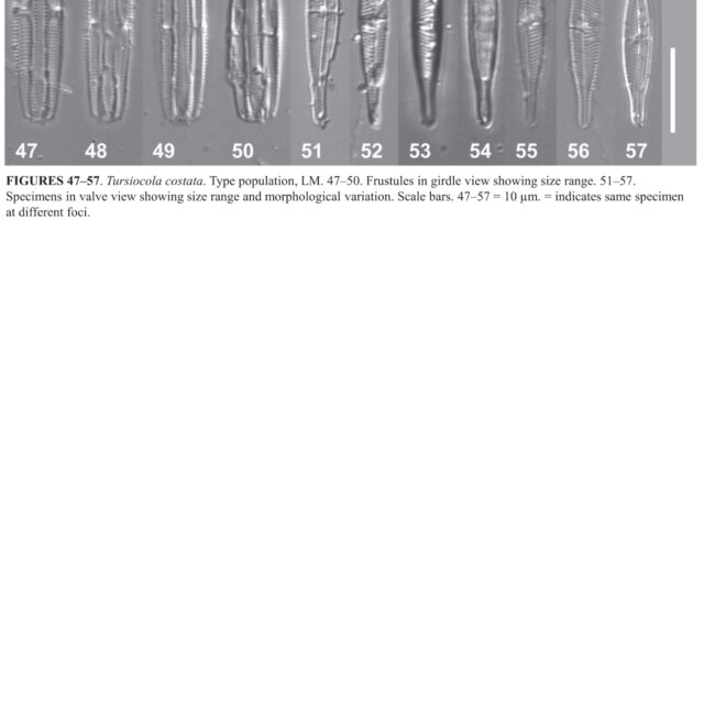 Tursiocola costata orig illus1