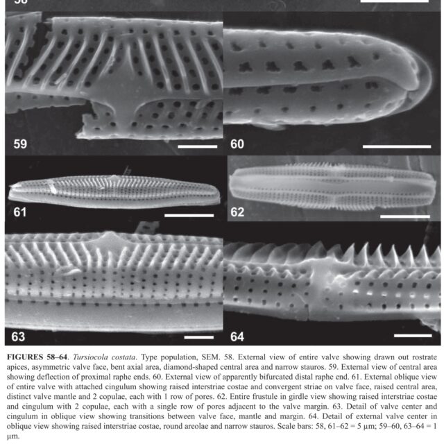 Tursiocola costata orig illus2