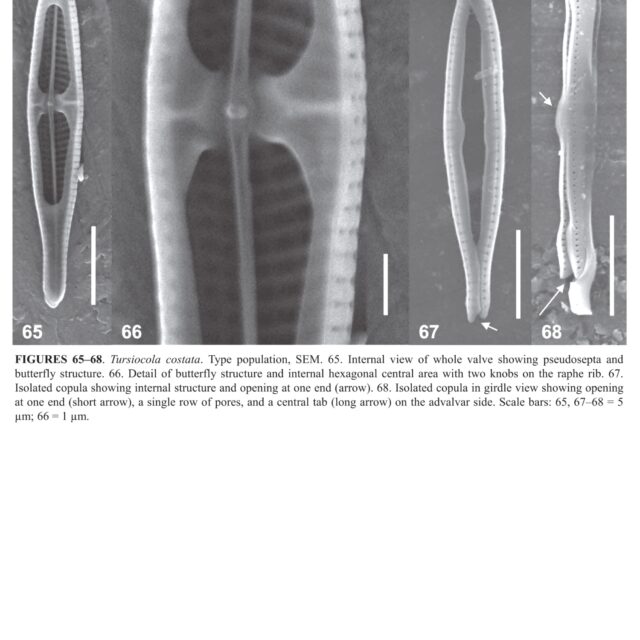 Tursiocola costata orig illus3