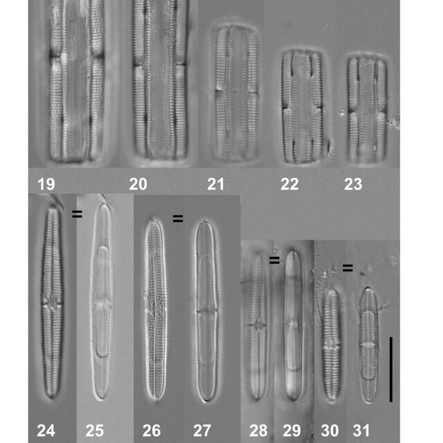 Tursiocola bondei orig illus1
