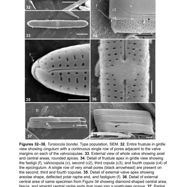 Tursiocola bondei orig illus2
