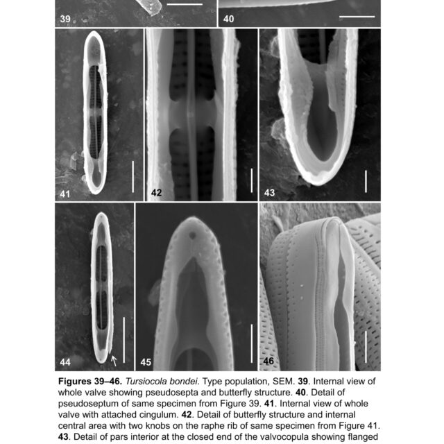 Tursiocola bondei orig illus3