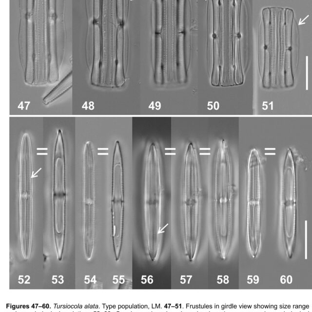Tursiocola alata orig illus1