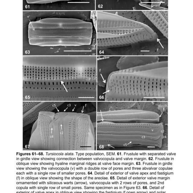 Tursiocola alata orig illus2