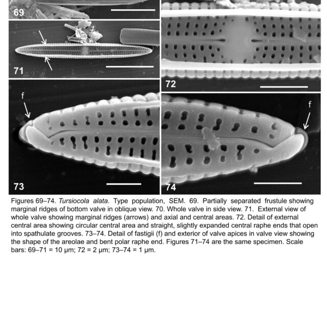 Tursiocola alata orig illus3