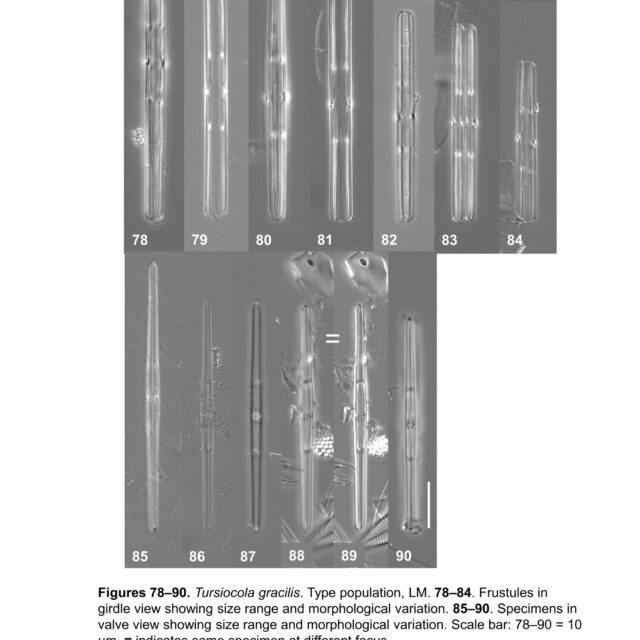 Tursiocola gracilis orig illus1