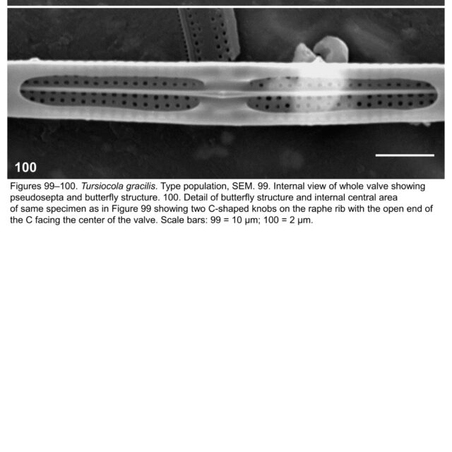 Tursiocola gracilis orig illus3