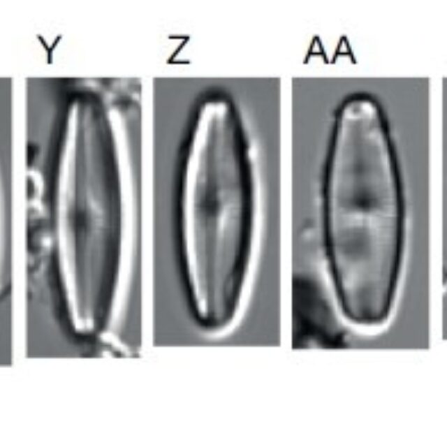 Adlafia Umiujaqensis orig illus1