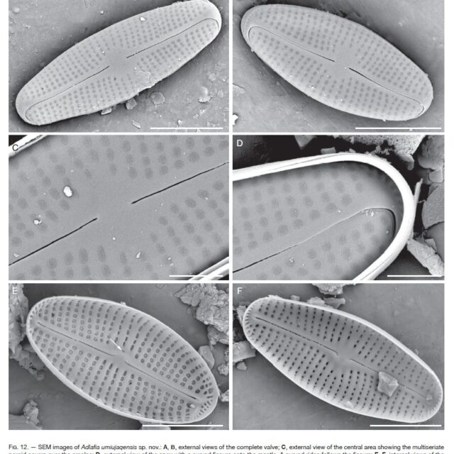 Adlafia Umiujaqensis orig illus2