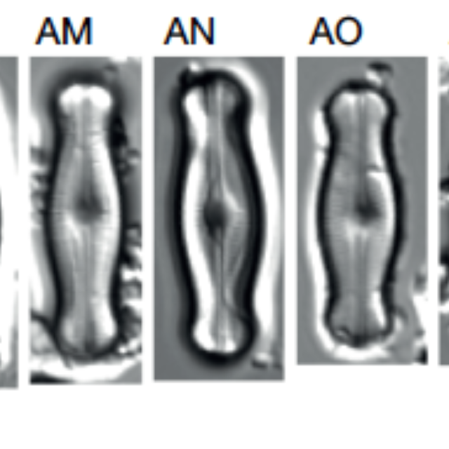 Adlafia ossiformis orig ill LM