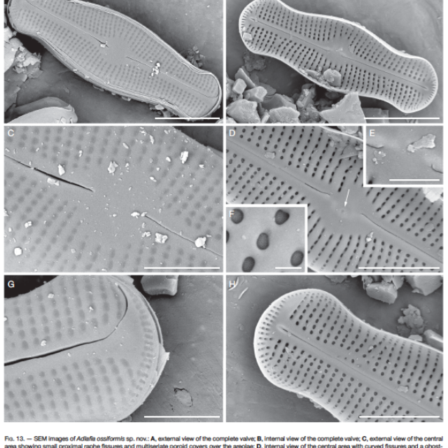 Adlafia ossiformis orig ill SEM