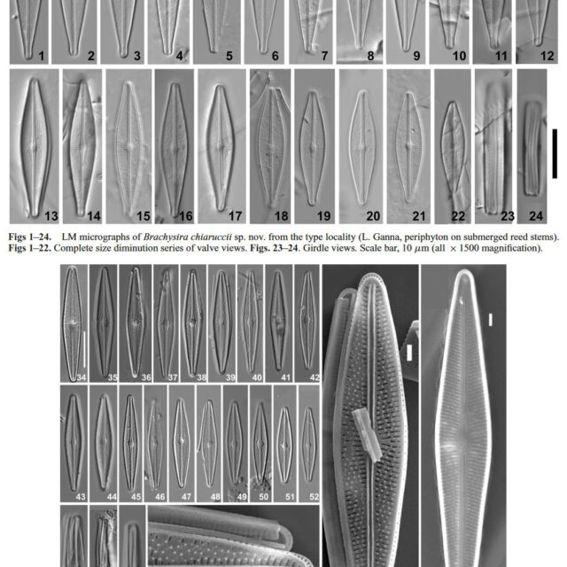 Brachysira chiaruccii Orig LM and SE Ms