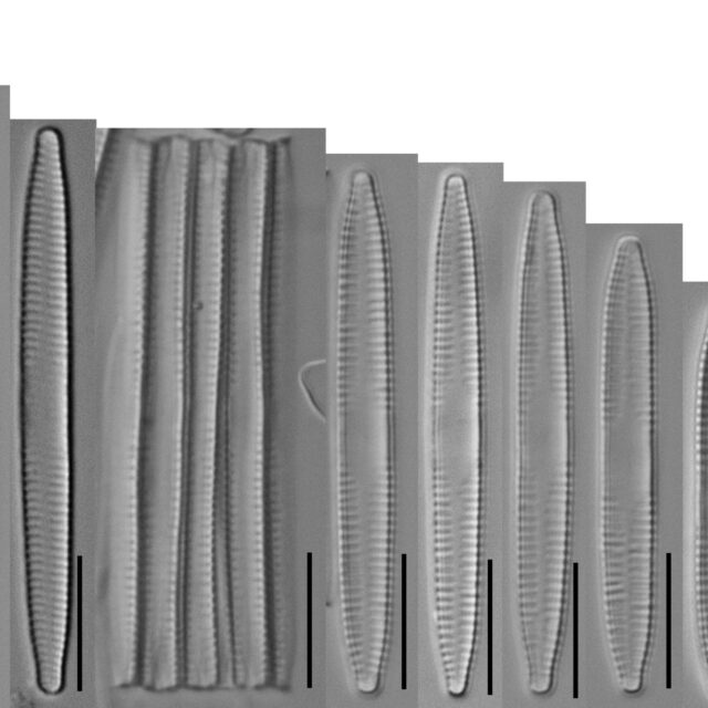 Desmazieres 453 F Capucina