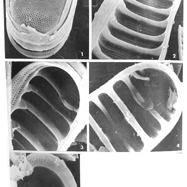 Diatoma problematica orig illus1
