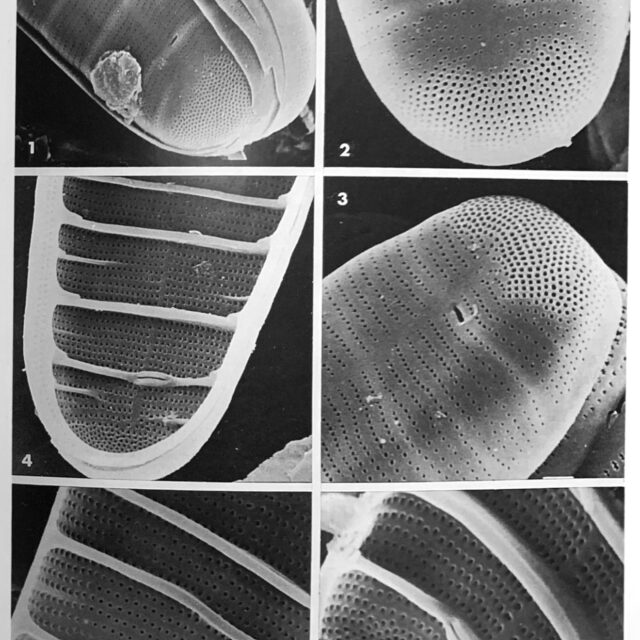 Diatoma problematica orig illus2