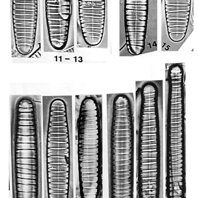 Diatoma problematica orig illus3