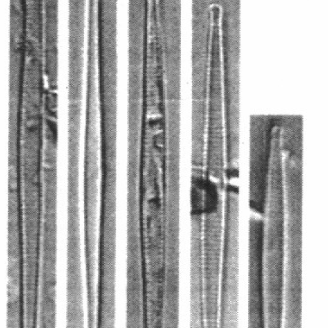 Fragilaria aquaplua orig illus 1