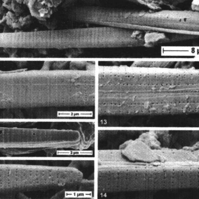 Fragilaria aquaplus orig illus 2